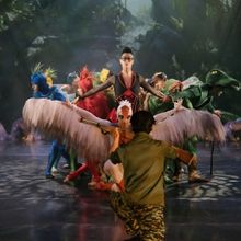 Carnaval De Los Animales. El Canto De Los Cisnes: Una Puesta En Escena Sobre Ecosiste