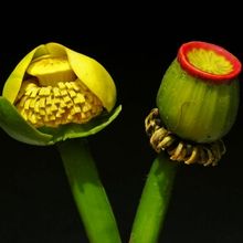 Palm Beach Photographic Centre Will Host Free Closing Reception & Silent Auction for