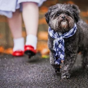 Theatrical Partners With The Lost Dogs' Home to Support 'There's No Place Like Home'…