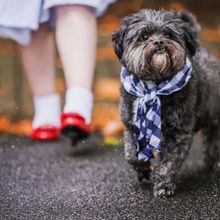 Theatrical Partners With The Lost Dogs' Home to Support
'There's No Place Like Home'