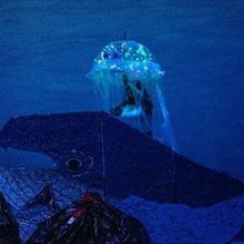 ACQUAPROFONDA to Return to Aquarium of the Pacific With Long Beach Opera