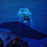 ACQUAPROFONDA to Return to Aquarium of the Pacific With Long Beach Opera