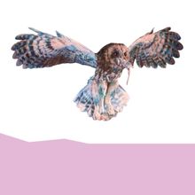 Ma Mère l'Oye /​ L'Enfant et les Sortilèges Comes to the Paris Opera