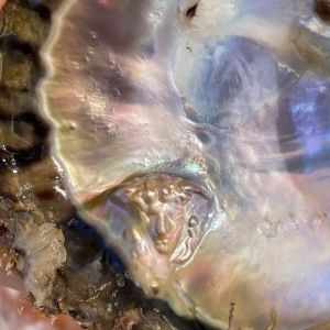 Jenny Kendler's OTHER OF PEARL Opens This June At Governors Island's Historic Fort…