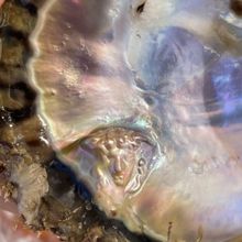 Jenny Kendler's OTHER OF PEARL Opens This June At Governors Island's Historic Fort…