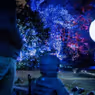 Photos: LIGHTSCAPE to Return to Brooklyn Botanic Garden
