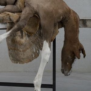 BERLINDE DE BRUYCKERE Comes to Bozar in 2025