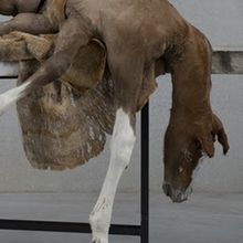 BERLINDE DE BRUYCKERE Comes to Bozar in 2025