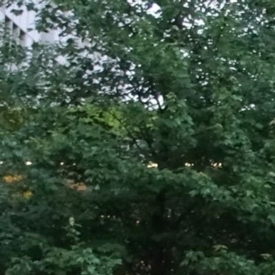 WE OUTSIDE! A Brooklyn Juneteenth, Vol. IV to Return to Downtown Brooklyn