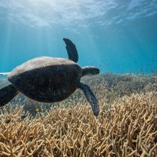 Go Behind The Scenes Of Netflix's LIFE ON OUR PLANET Live At McCarter In May