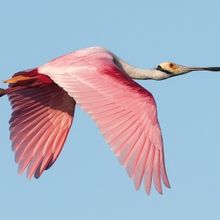 Pompano Beach Arts Showcases Newest Exhibition of the Photographer Phoenix