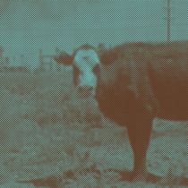 GEONNITUS is Now Playing at Teatro Colon