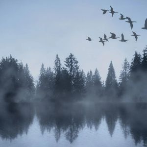 SWAN LAKE is Now Playing at the National Theatre in Prague