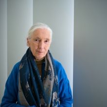 Dr. Jane Goodall Comes to the Kings Theatre Next Month