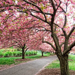 Brooklyn Botanic Garden's CHERRYWATCH Kicks Off A Season Of Spring Blooms