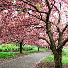 Brooklyn Botanic Garden's CHERRYWATCH Kicks Off A Season Of Spring Blooms