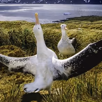 Kauffman Center Will Present BAY OF LIFE: FROM WIND TO WHALES Talk