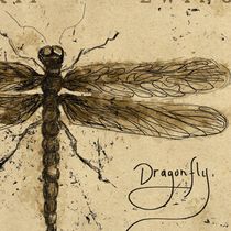 Photos: Skip Ewing Announces New Album DRAGONFLY, New Song Out Now