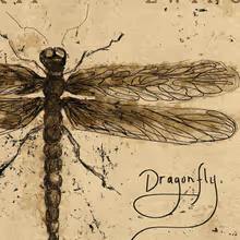 Photos: Skip Ewing Announces New Album DRAGONFLY, New Song Out Now