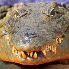 DADA TEEN MUSICAL: THE PLAY Comes to Central Works