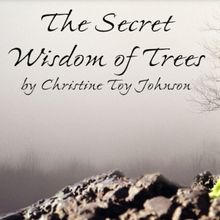 THE SECRET WISDOM OF TREES Available For Licensing From Thirty Saints Productions