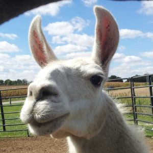 LLOUIE THE LLAMA Comes to the Lilly Theater at the Children's Museum of Indianapolis