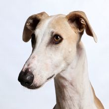 KRANKE HUNDE Premieres at Theater Basel this Month
