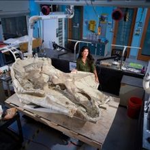 BroadStage Presents Nat Geo Live's T. REX RISES in March