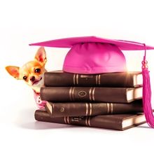 New Production of LEGALLY BLONDE THE MUSICAL Will Tour the UK and Ireland