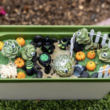 Casa Romantica Celebrates Fall With New Edible Garden And Seasonal Programming