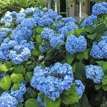 10th Annual Cape Cod Hydrangea Festival Returns Next Month