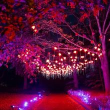 Photos: Brooklyn Botanic Garden's LIGHTSCAPE Opens to the Public
