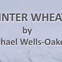 29th Street Playwrights Collective To Present Staged Reading Of WINTER WHEAT