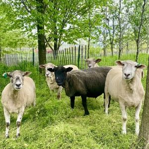 Governors Island Welcomes Back Legendary Sheep Landscaping Crew