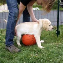 PUPPY LOVE Documentary To Screen At The Park Theatre In August