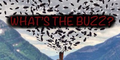 Midnight Snack Productions to Present Industry Reading of WHAT'S THE BUZZ? Photo