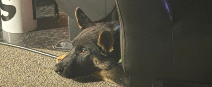 9 TO 5 Rehearsals at Gateway Playhouse to Feature Seeing Eye Puppies in Training