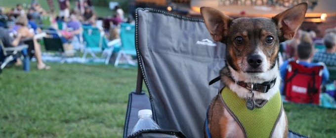 Shakespeare Dallas Extends Bark in the Park for THE MERRY WIVES OF WINDSOR and ALICE IN WONDERLAND