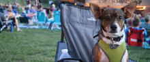 Shakespeare Dallas Extends Bark in the Park for THE MERRY WIVES OF WINDSOR and ALICE 