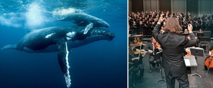 Midland Symphony Orchestra and Windows On Our World to Open Single Tickets