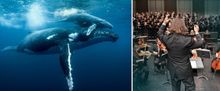 Midland Symphony Orchestra and Windows On Our World to Open Single Tickets
