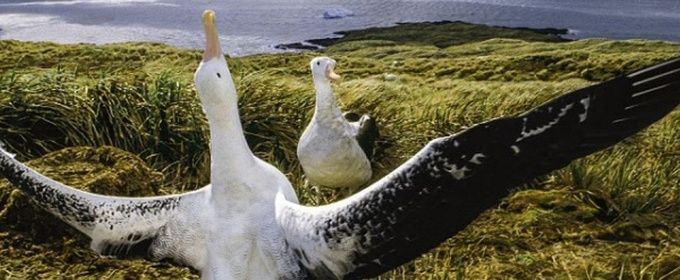 Kauffman Center Will Present BAY OF LIFE: FROM WIND TO WHALES Talk