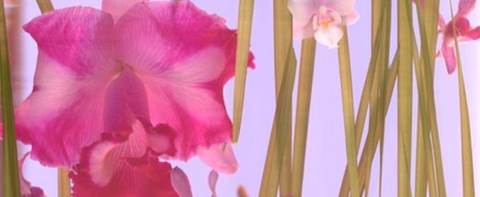 Photo Flash: Miami Design District Unveils Larger than Life Installation by Cris Photos