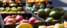 Green Market Pompano Beach to Return for Season of Local Shopping
