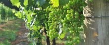 New Jersey Wineries Invite Visitors To Winter Tastings And Weekly Events Across The S