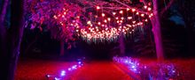Brooklyn Botanic Garden's LIGHTSCAPE Opens to the Public