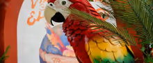 TEXAS TROPICS Pop-Up Gallery Opens at The Aiden