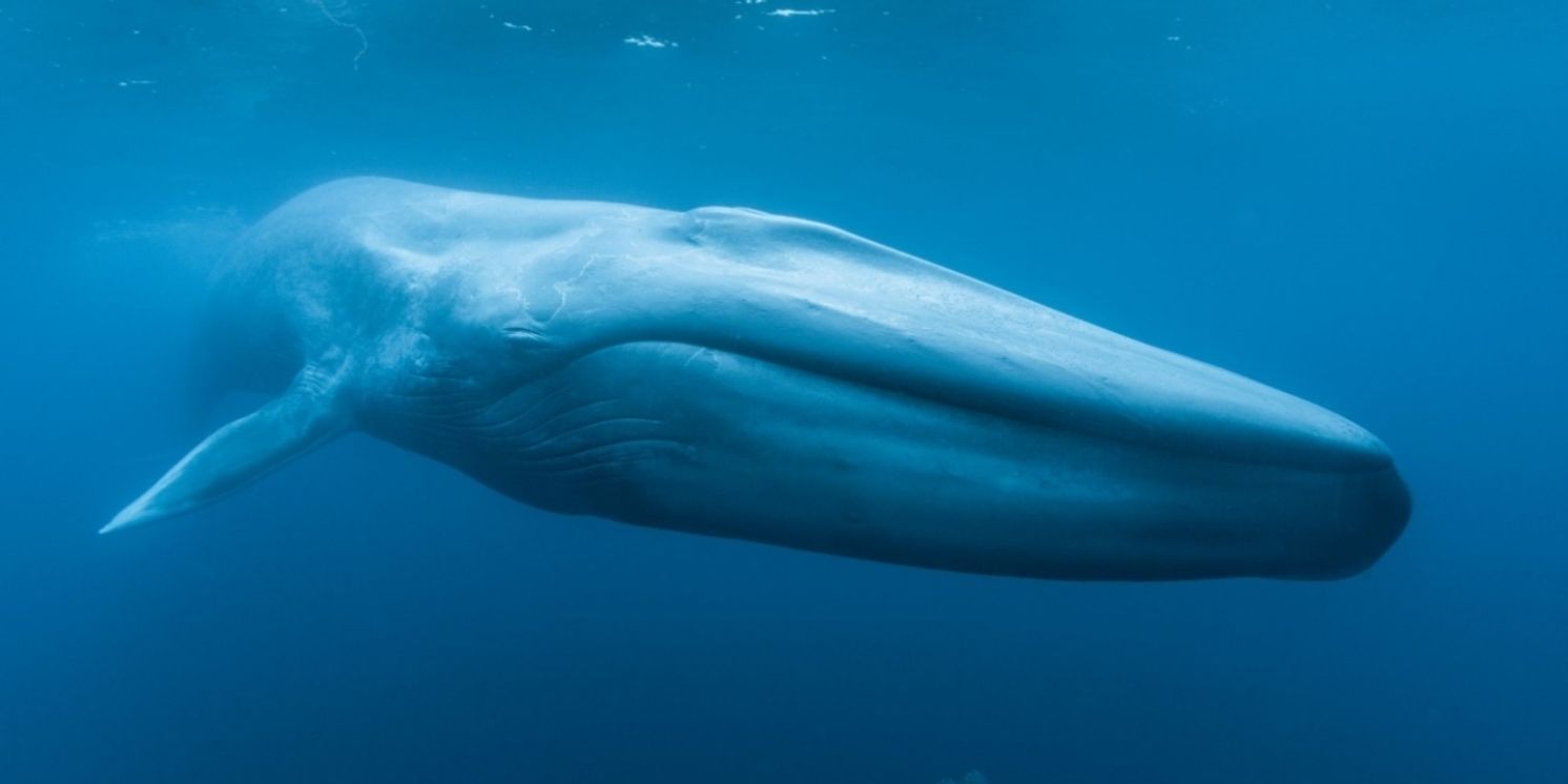 New Documentary Film BLUE WHALES: RETURN OF THE GIANTS To Premiere Autonation At The Museum Of Discovery And Science In January  Image
