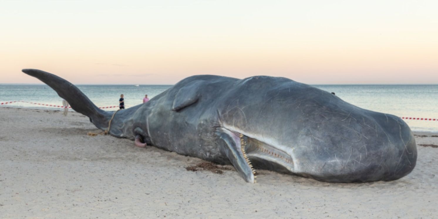 Adelaide Festival Presents WHALE This Weekend  Image