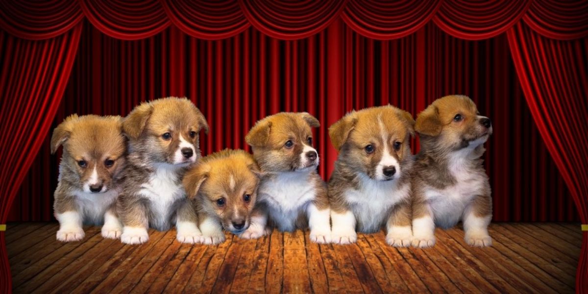 Adoptable Puppies to Perform Improvised HAMLET at American Stage in St. Petersburg